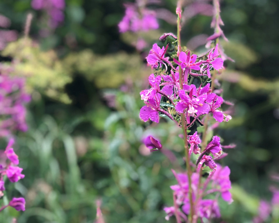 Purple Fireweed Plants with Rain Drops glistening. 