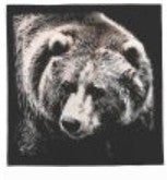 Liberty Mountain BEAR BANDANA